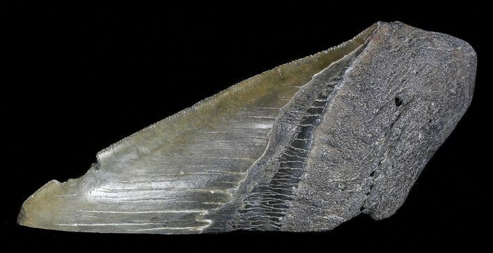 Fossil Megalodon Tooth Paper Weight #70536